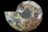 Cut Ammonite Fossil (Half) - Agatized #78341-1
